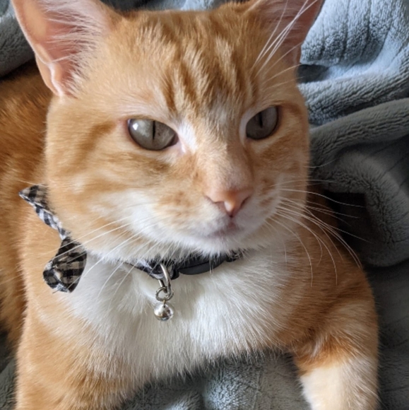 Meet your Posher, Priscilla - Picture 10 of 12